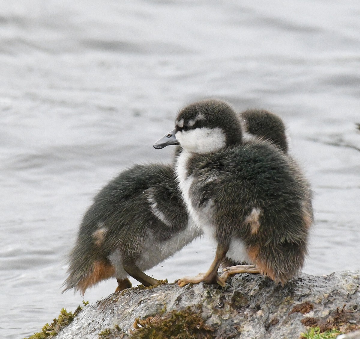 Blue Duck - ML76243221