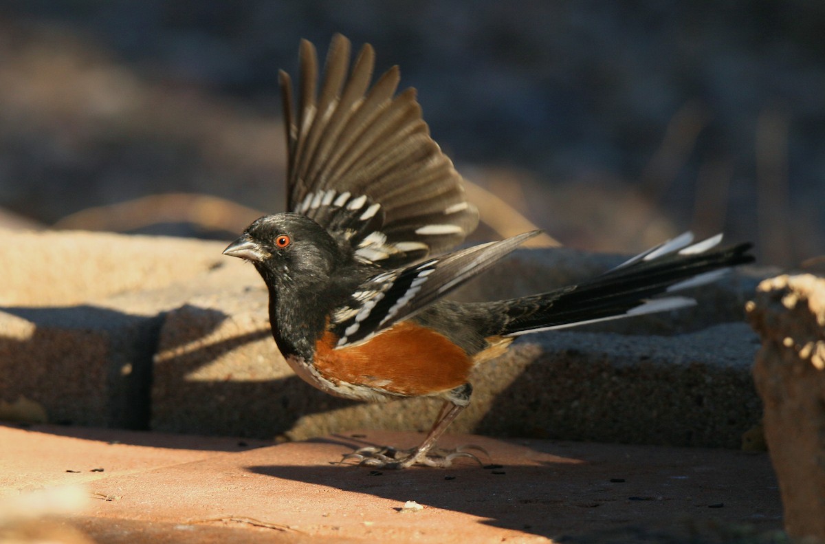Spotted Towhee - ML76245811