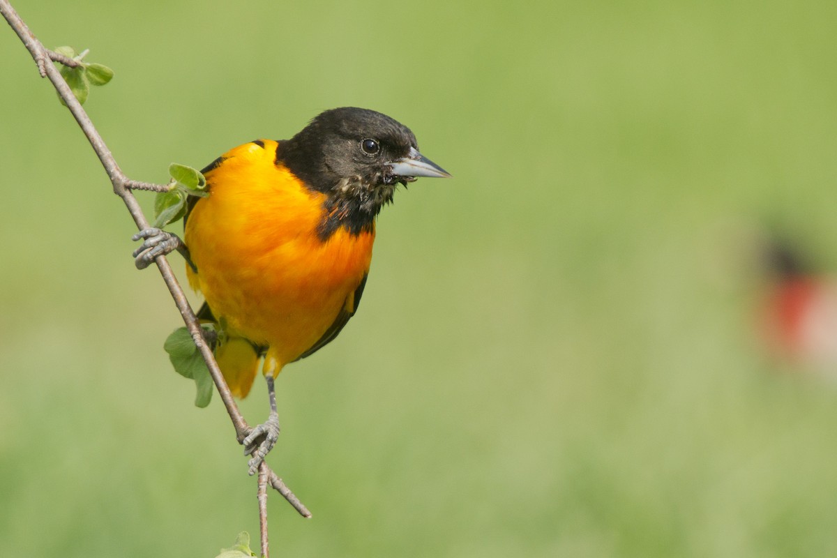 Oriole de Baltimore - ML76247441