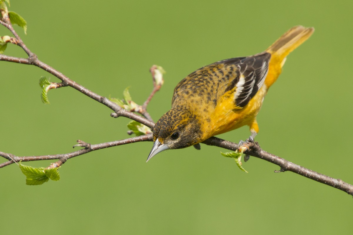 Baltimore Oriole - Bob Dunlap