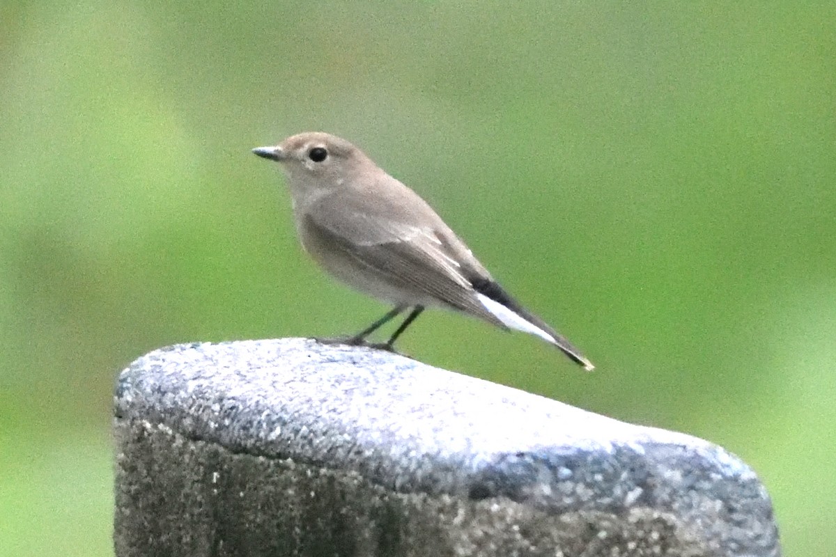 Taiga Flycatcher - ML76248381