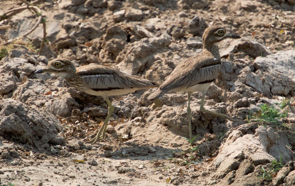 Water Thick-knee - ML76250021