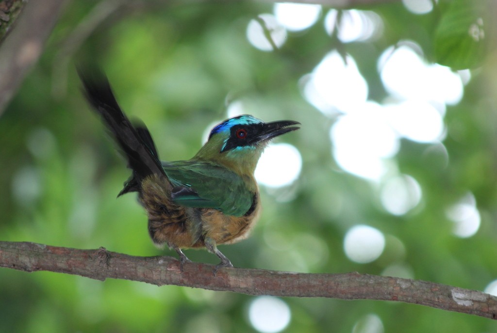 Amazonian Motmot - ML76253961