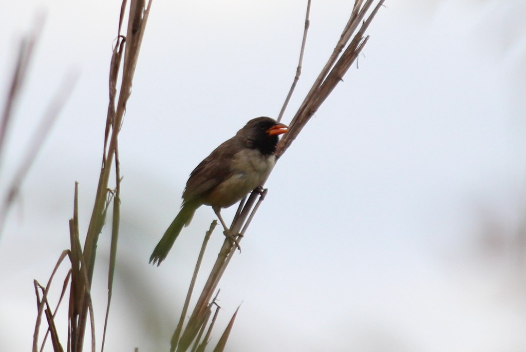 Black-throated Saltator - João Vitor Andriola