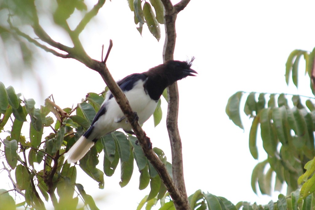 Curl-crested Jay - ML76254201