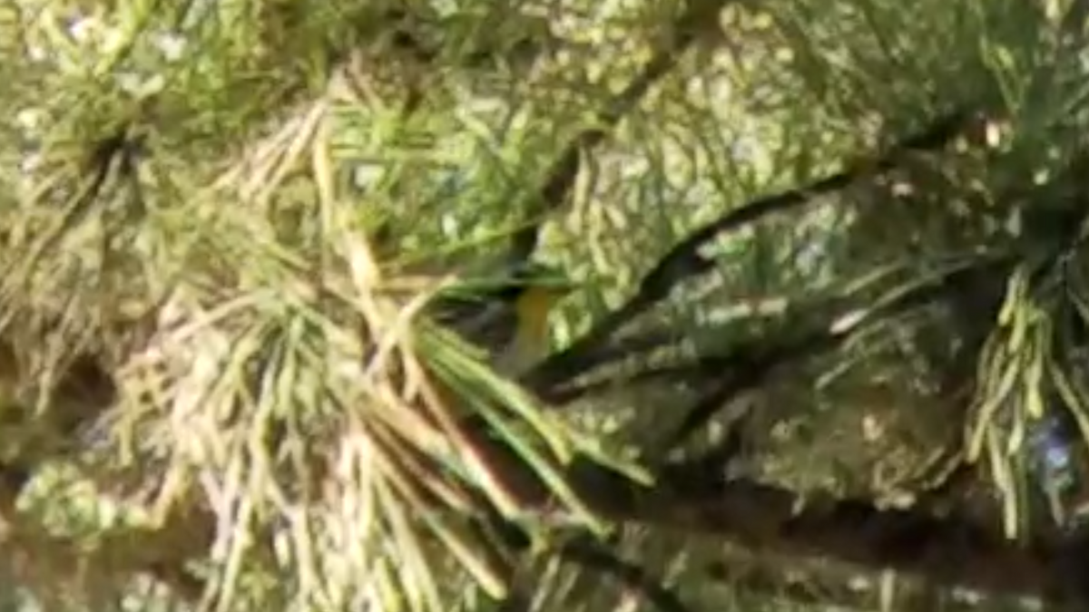 Yellow-throated Warbler - ML76260541