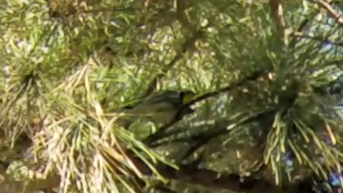 Yellow-throated Warbler - ML76260551