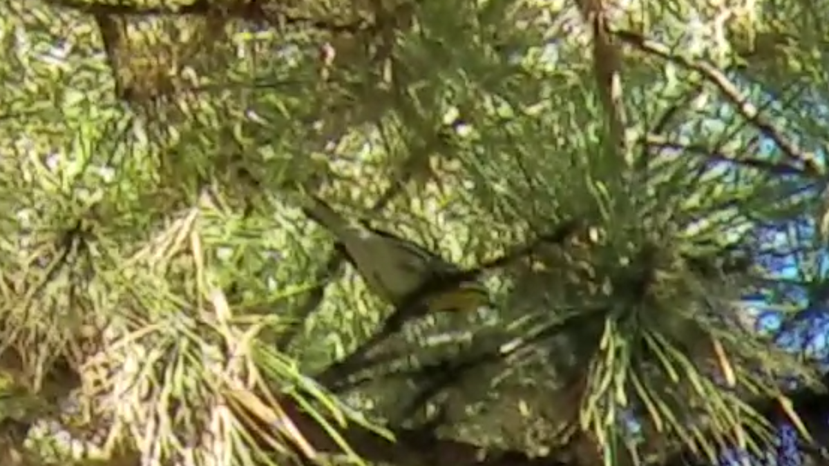 Yellow-throated Warbler - ML76260561