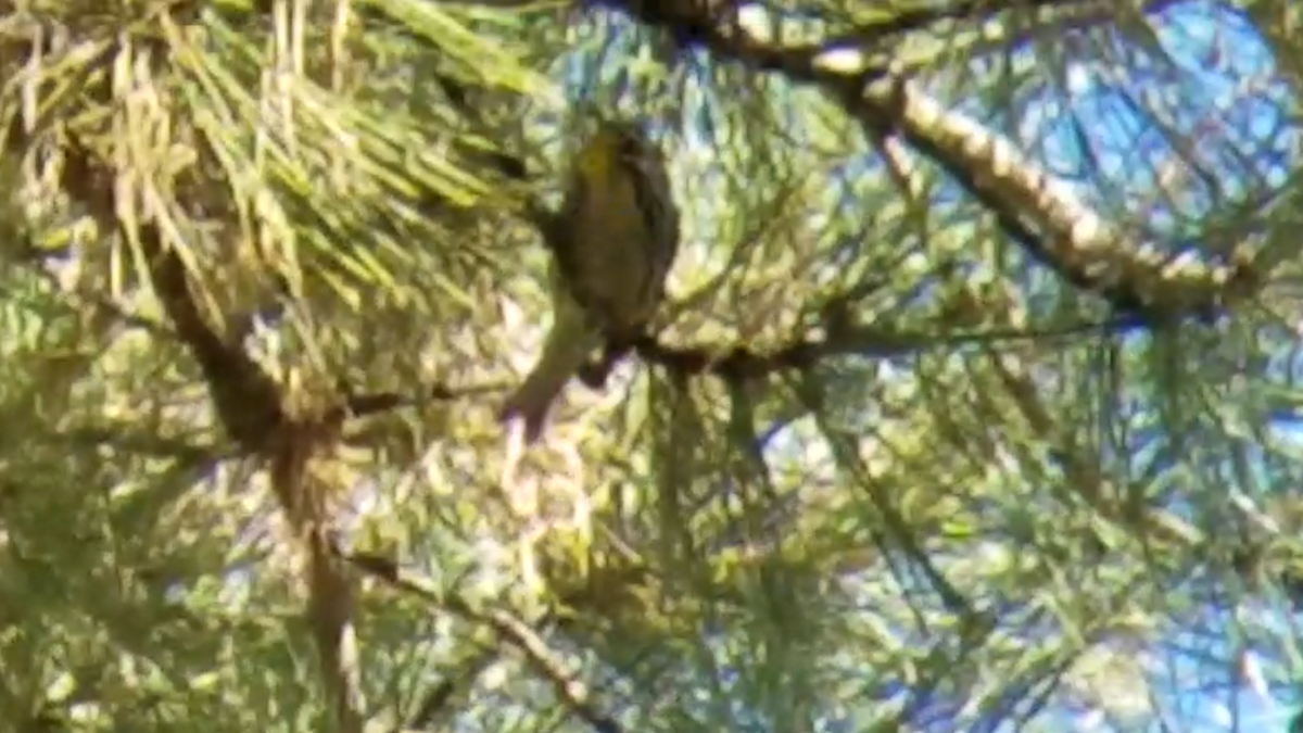 Yellow-throated Warbler - ML76260571
