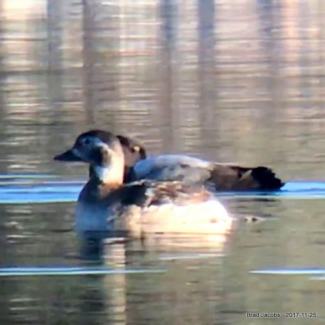 Long-tailed Duck - Brad Jacobs