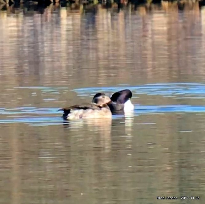 Long-tailed Duck - ML76263001