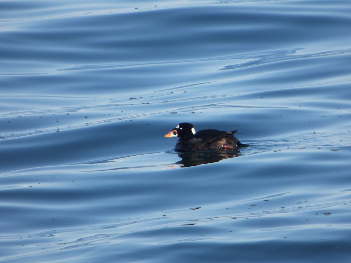 Surf Scoter - ML76263021