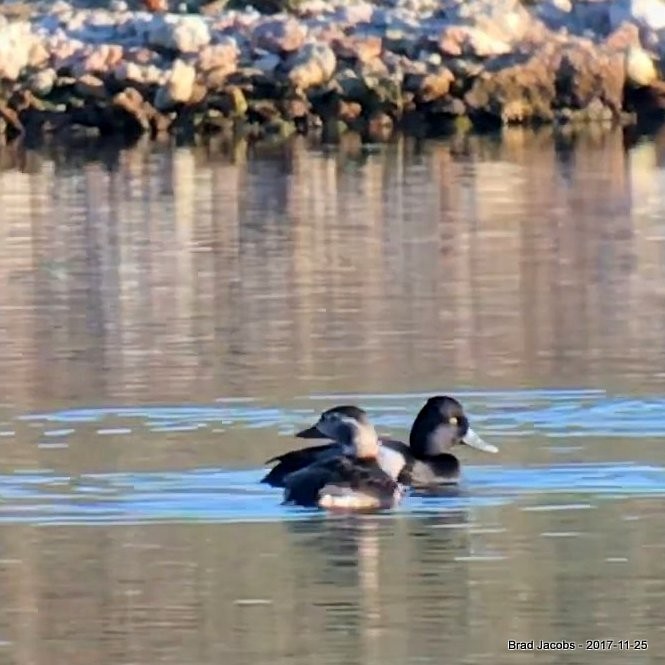 Long-tailed Duck - ML76263031