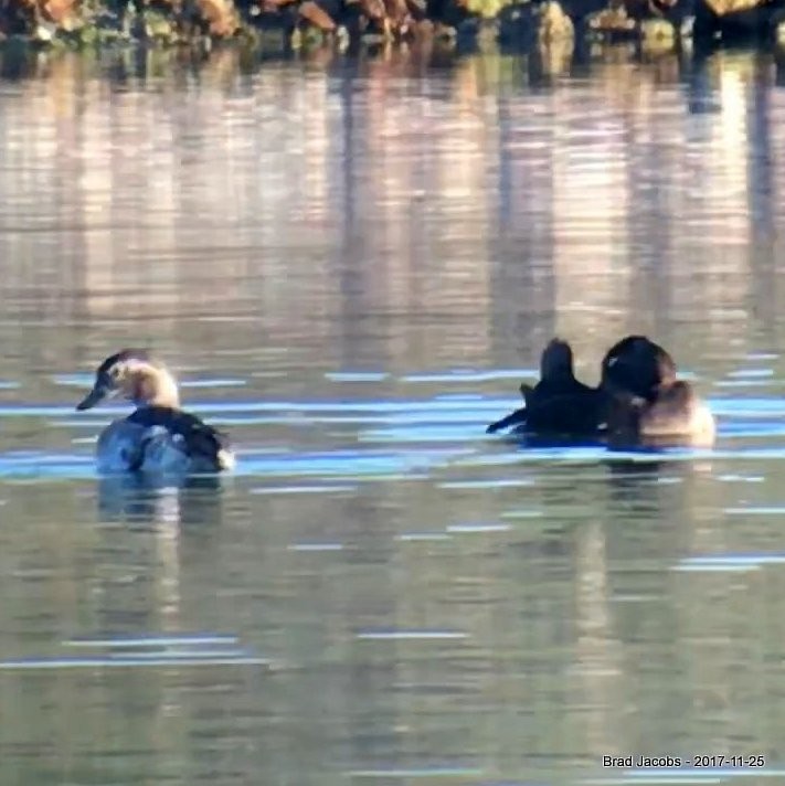 Long-tailed Duck - Brad Jacobs