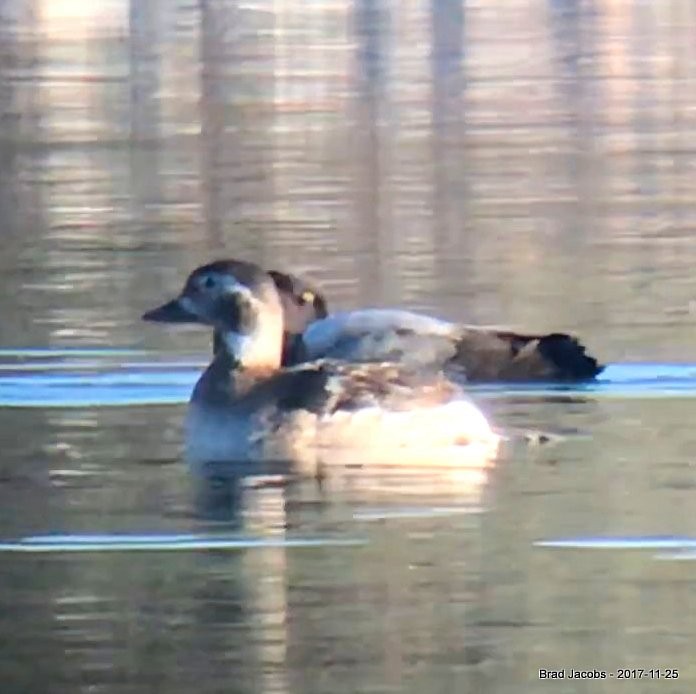 Long-tailed Duck - Brad Jacobs