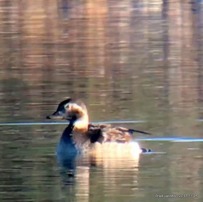 Long-tailed Duck - Brad Jacobs