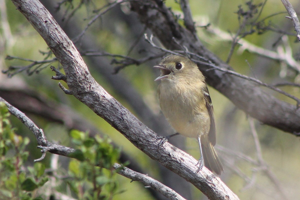 Hutton's Vireo (Pacific) - Corey Lange