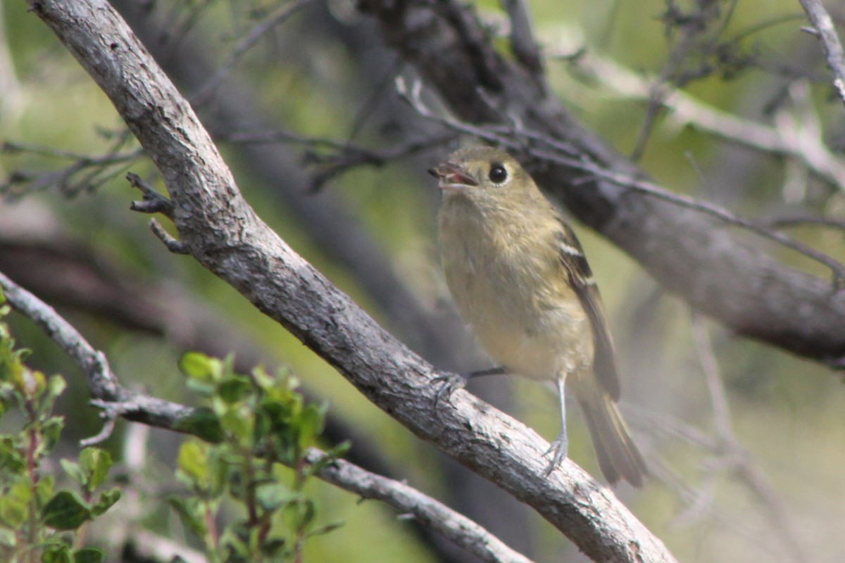 Hutton's Vireo (Pacific) - Corey Lange