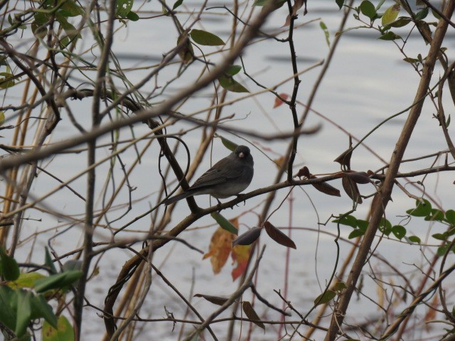 Dark-eyed Junco - Sean Brereton