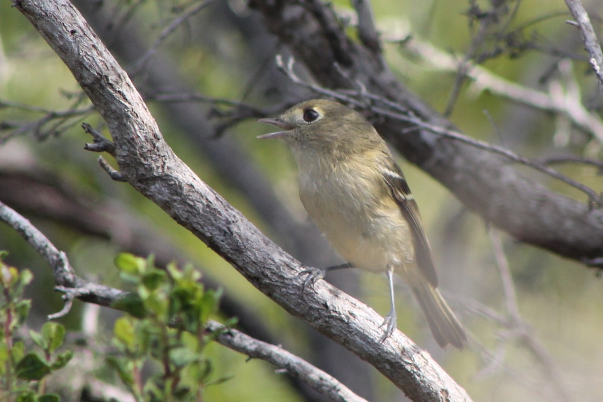 Hutton's Vireo (Pacific) - Corey Lange