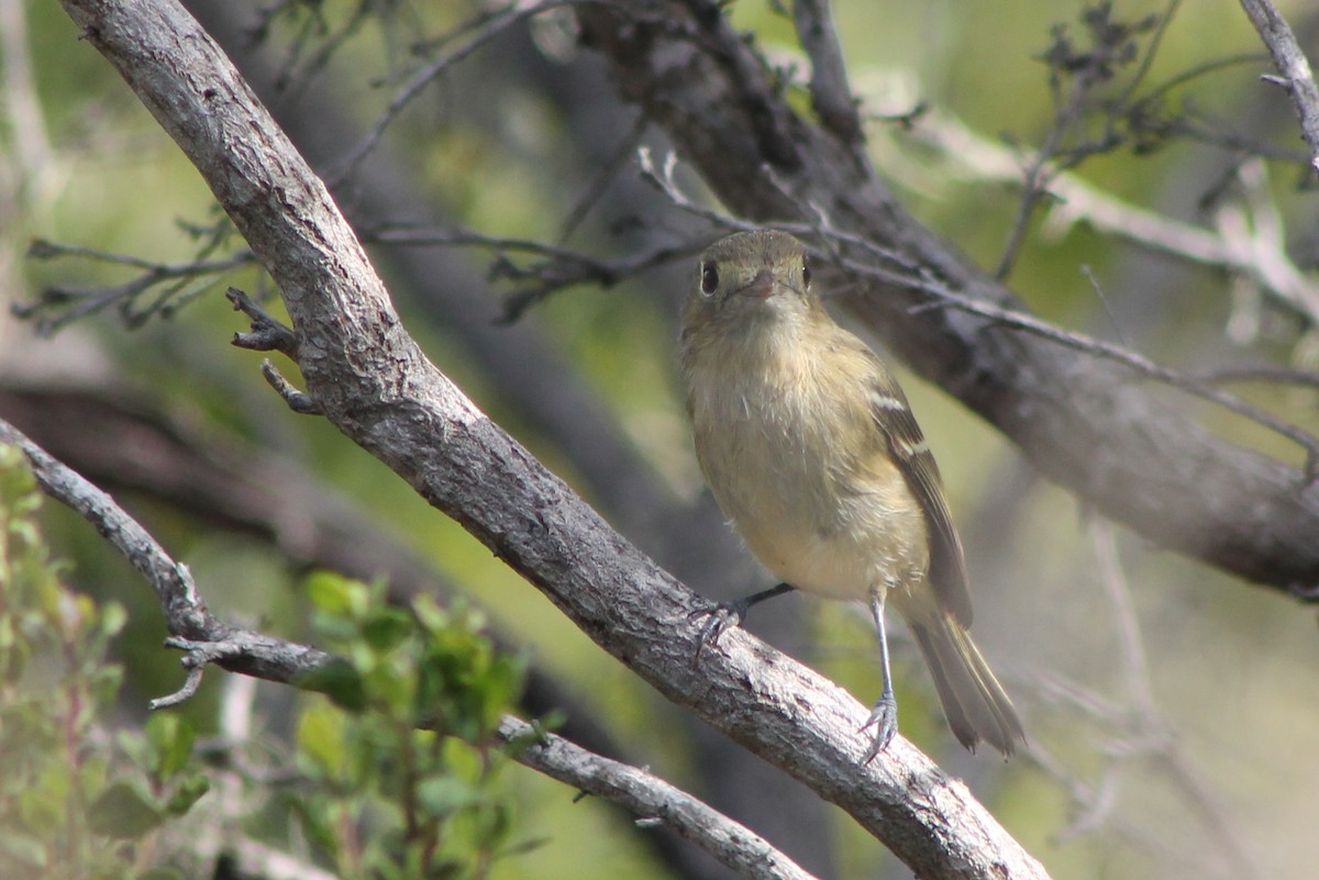 Vireo de Hutton (grupo huttoni) - ML76263671