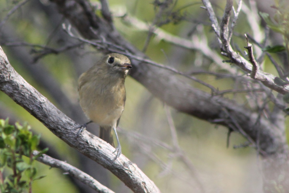 Hutton's Vireo (Pacific) - Corey Lange