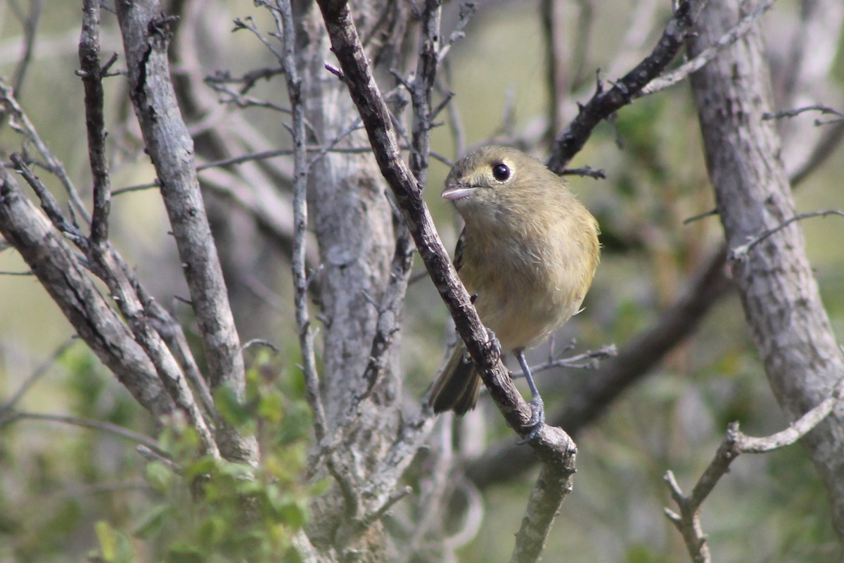 Hutton's Vireo (Pacific) - Corey Lange