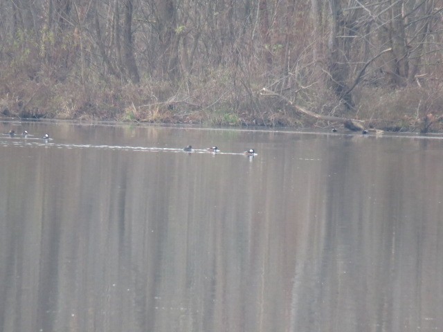 Hooded Merganser - ML76263861