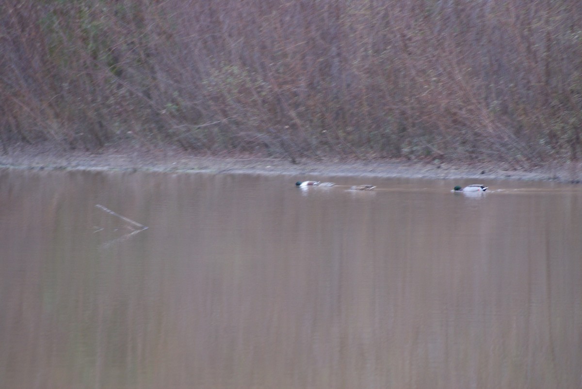 Northern Shoveler - ML76264211