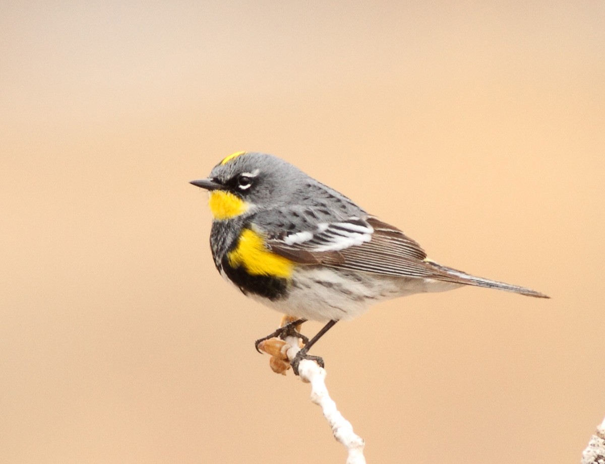 Yellow-rumped Warbler - Robb Hinds