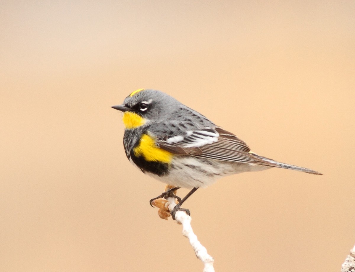 Yellow-rumped Warbler - ML76264891