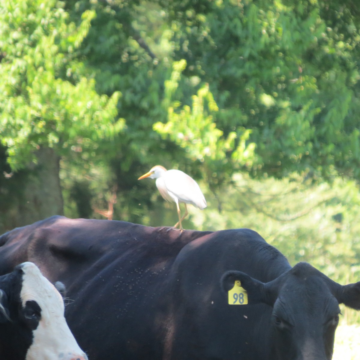 Western Cattle Egret - ML76265261