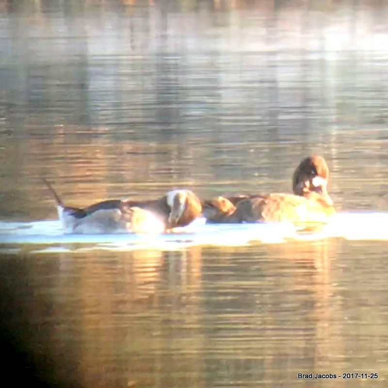 Long-tailed Duck - ML76265611