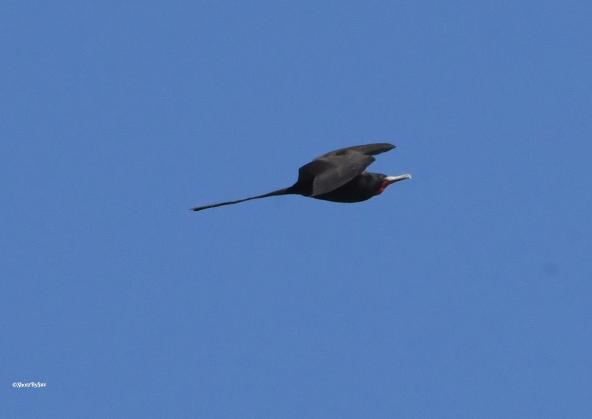 Magnificent Frigatebird - ML76267421