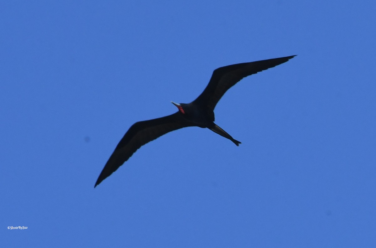 Magnificent Frigatebird - Suzanne Zuckerman