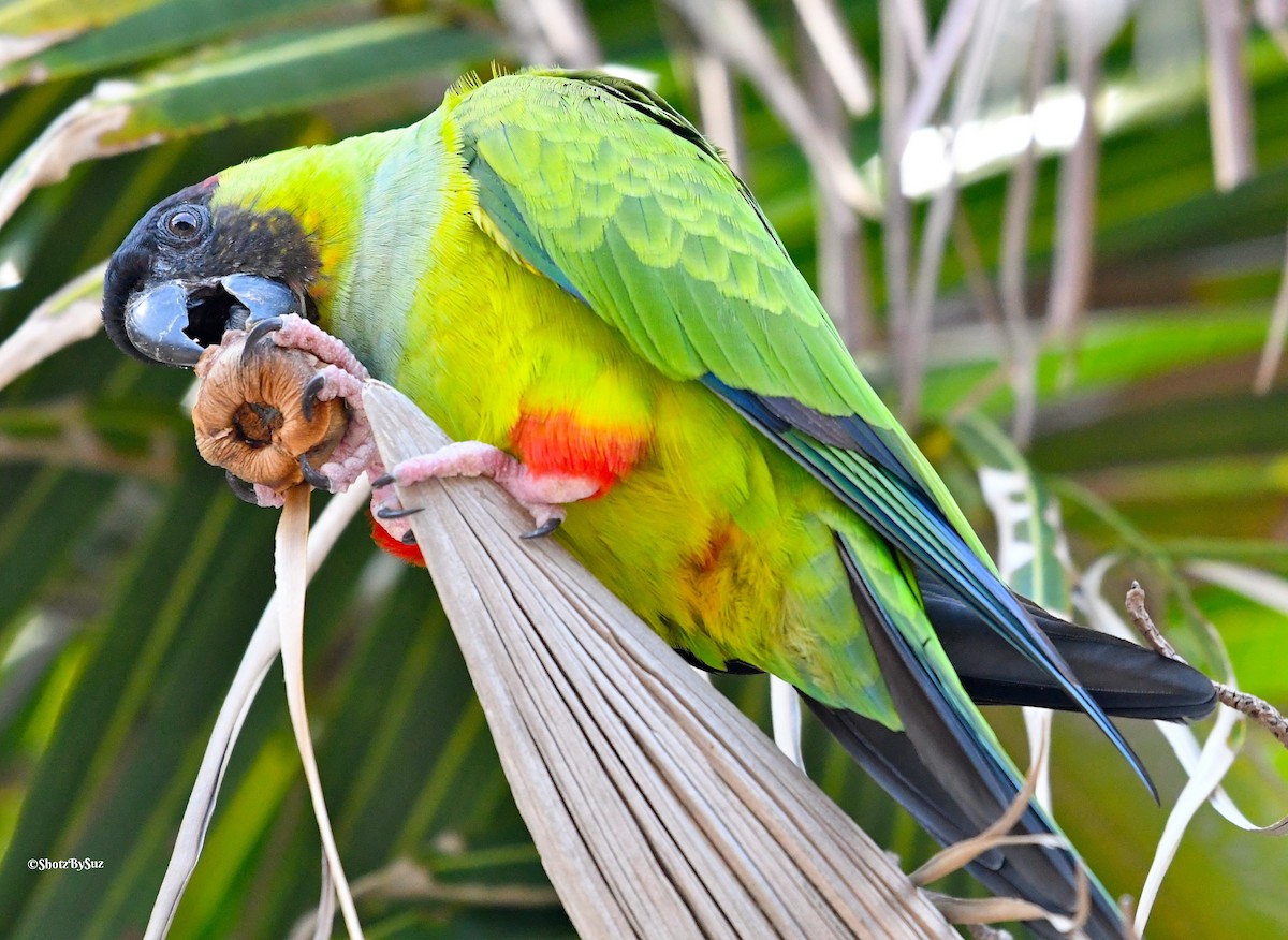 Nanday Parakeet - Suzanne Zuckerman