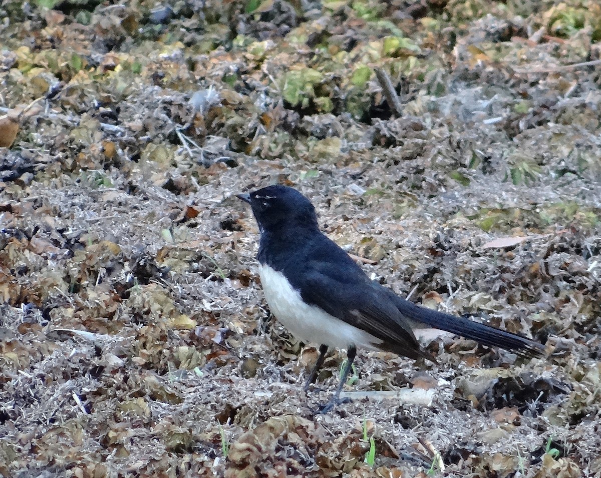 Willie-wagtail - ML76267901