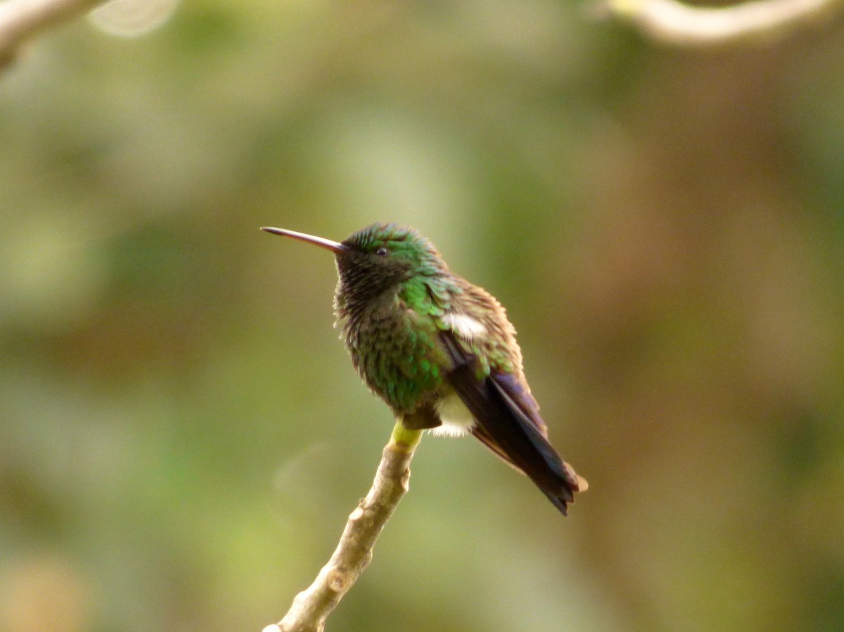 Blue-vented Hummingbird - ML76268031