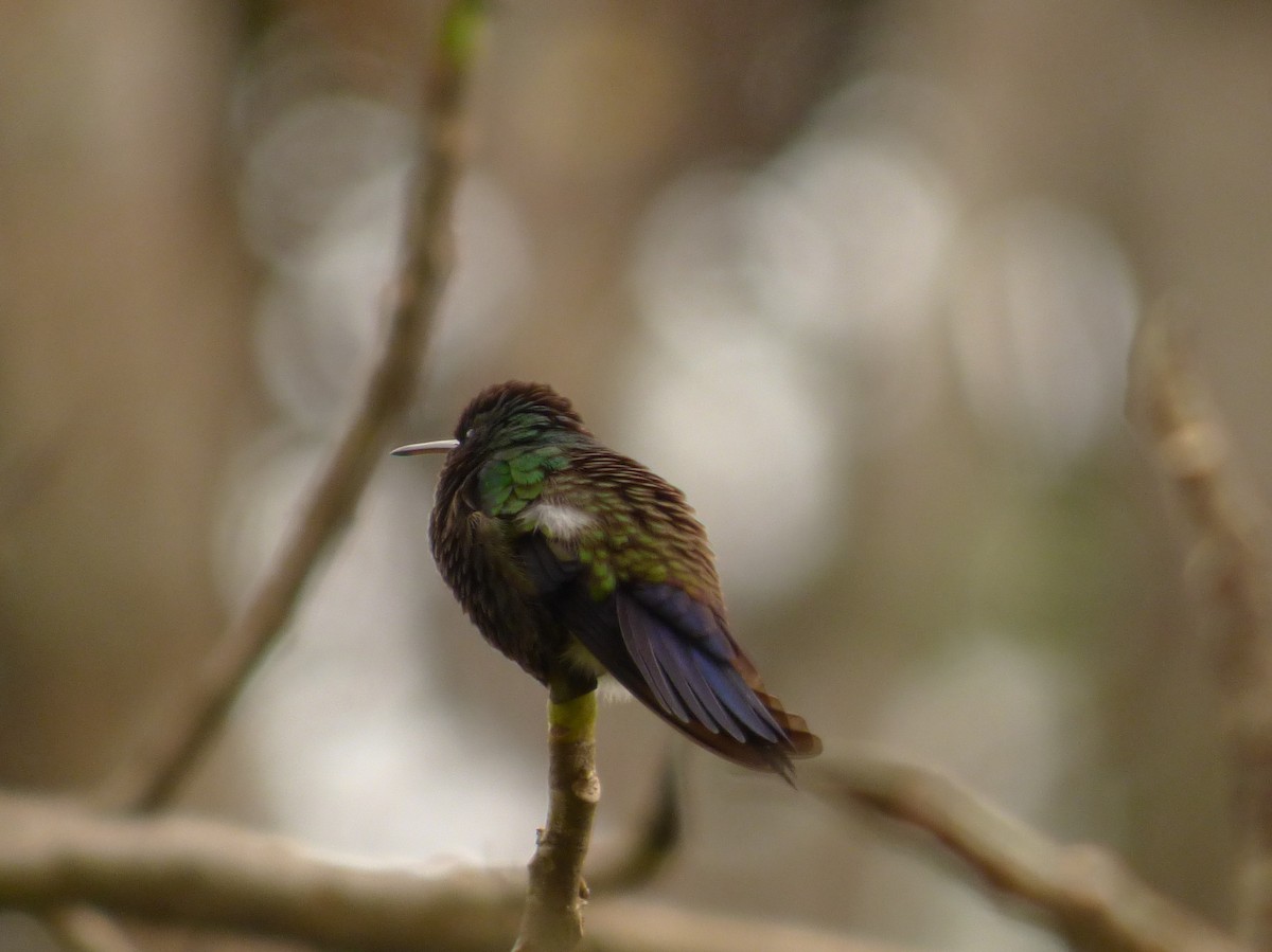 Blue-vented Hummingbird - ML76268061