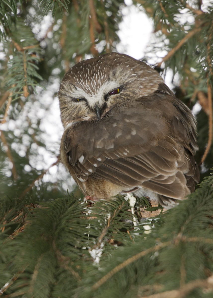 Northern Saw-whet Owl - Bob Dunlap