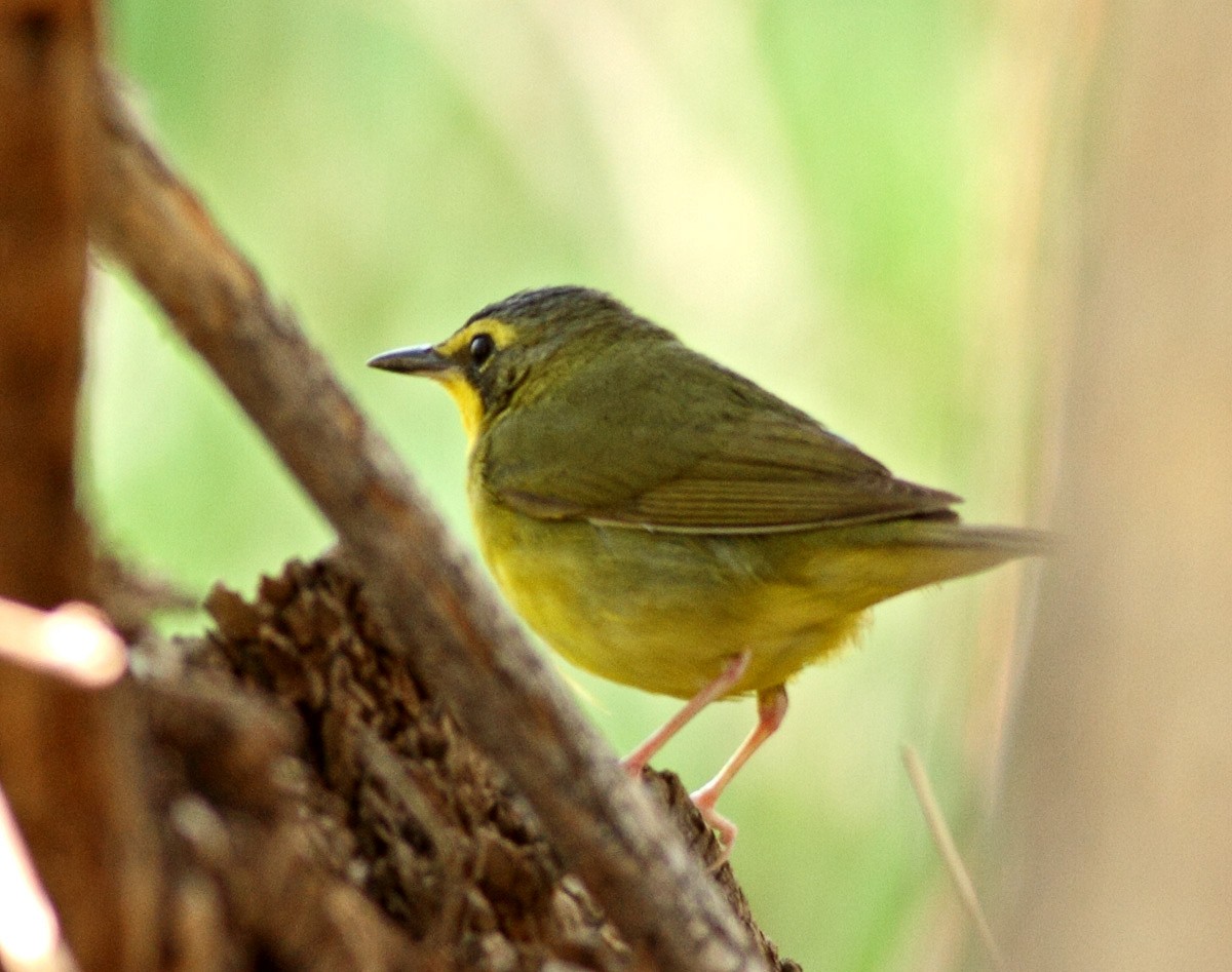 Kentucky Warbler - ML76269611