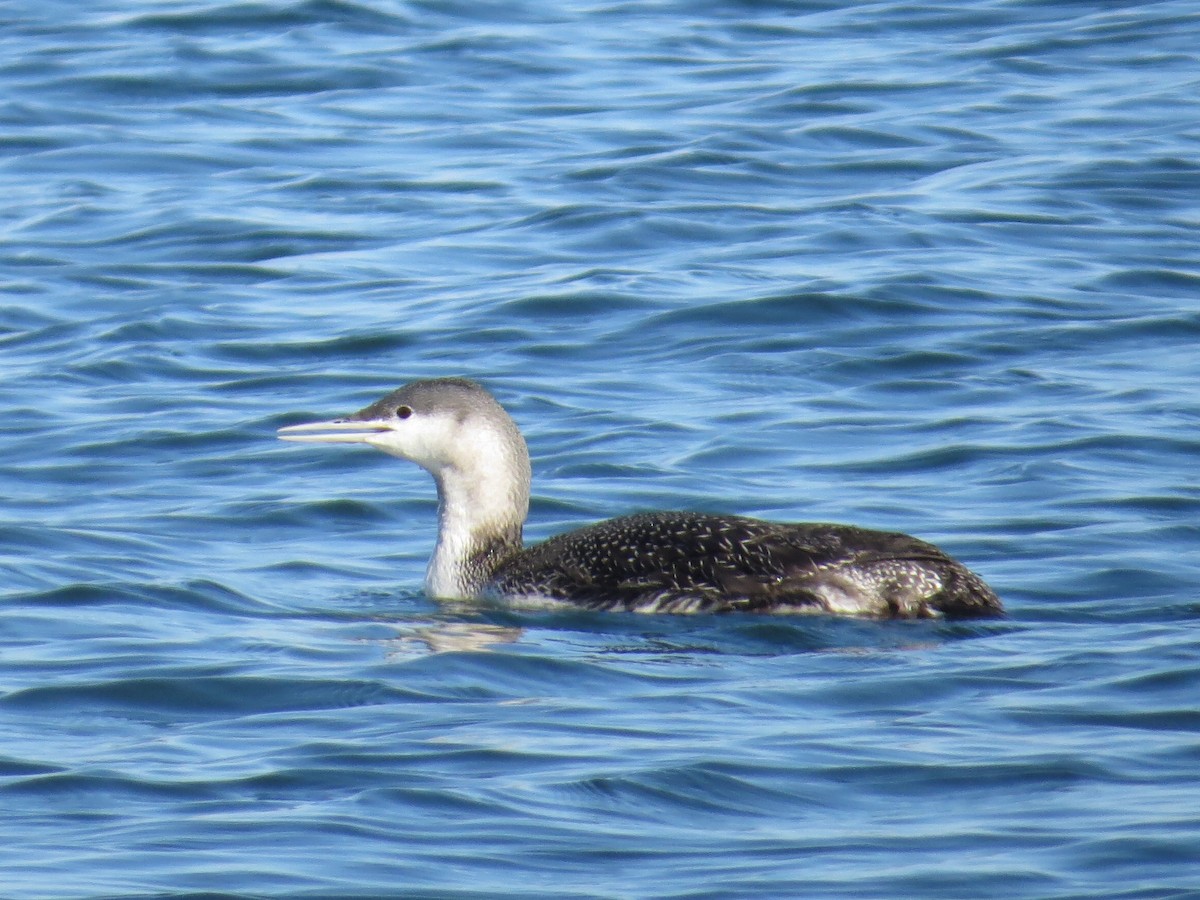 Red-throated Loon - ML76270101