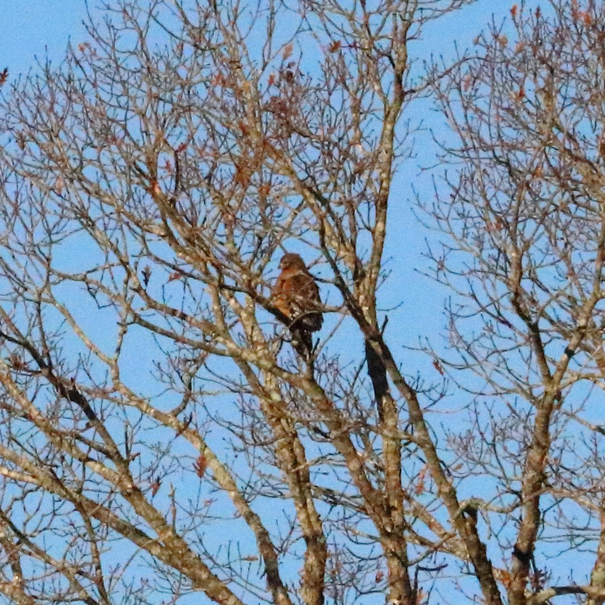 Red-shouldered Hawk - ML76271081