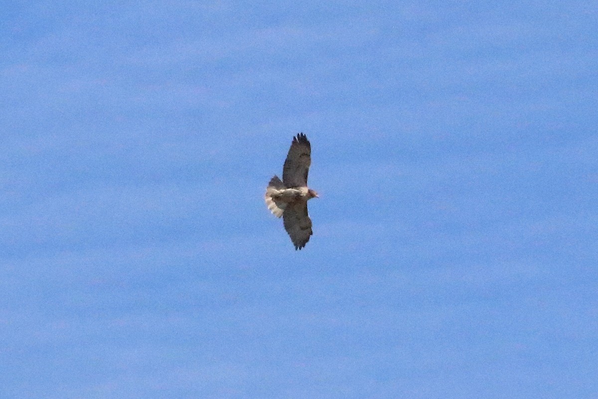 Red-tailed Hawk - ML76271181