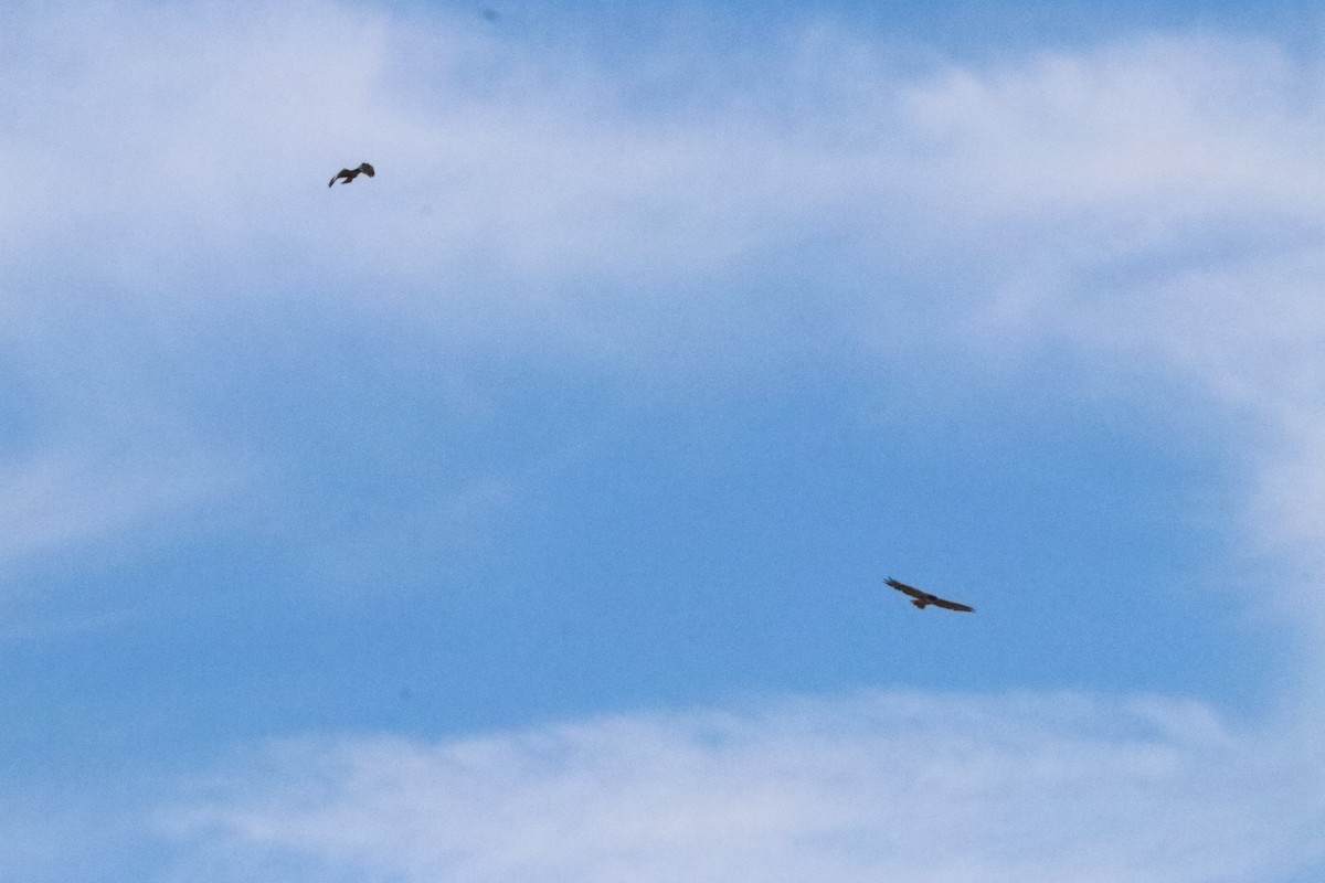 Red-tailed Hawk - ML76271221