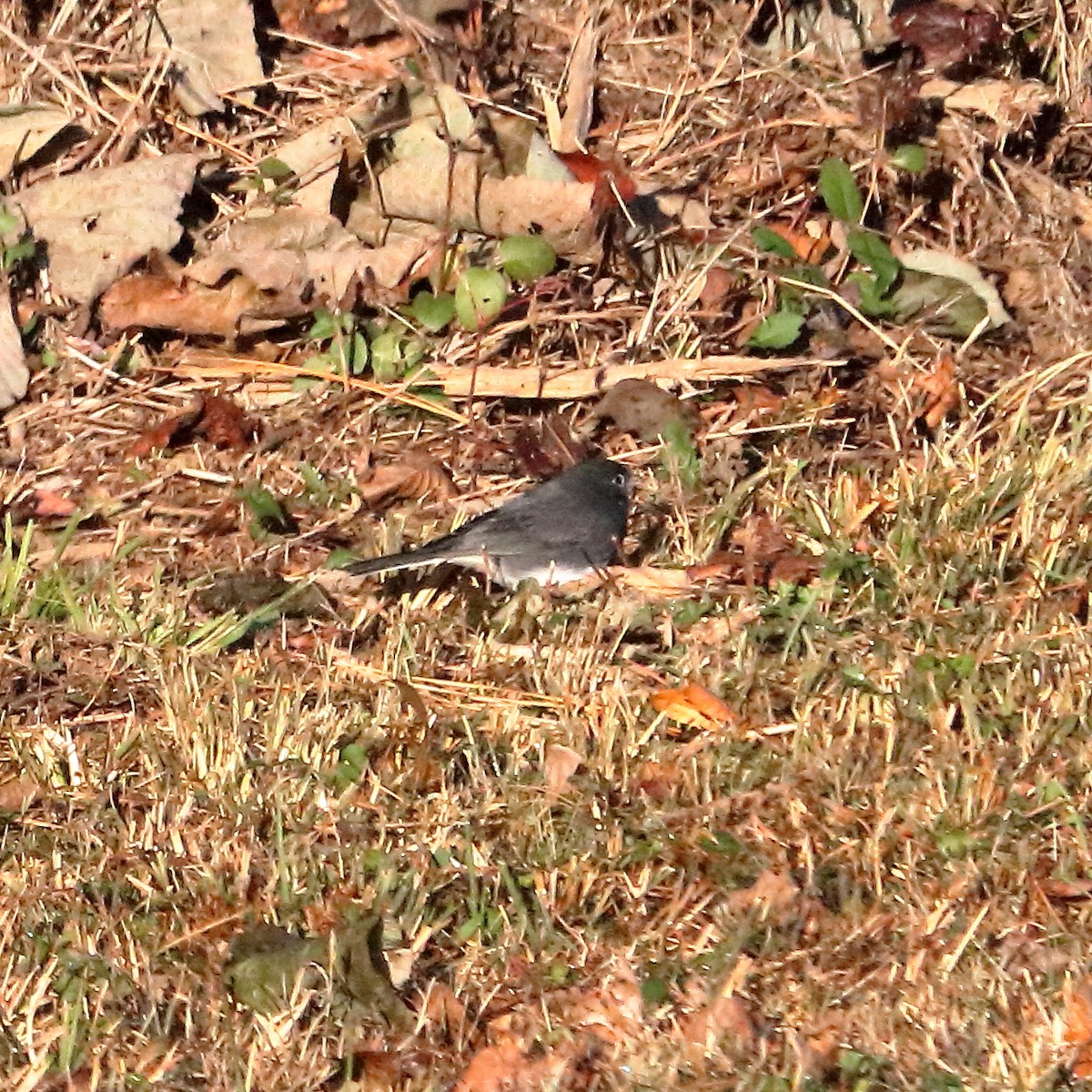Dark-eyed Junco - ML76271251
