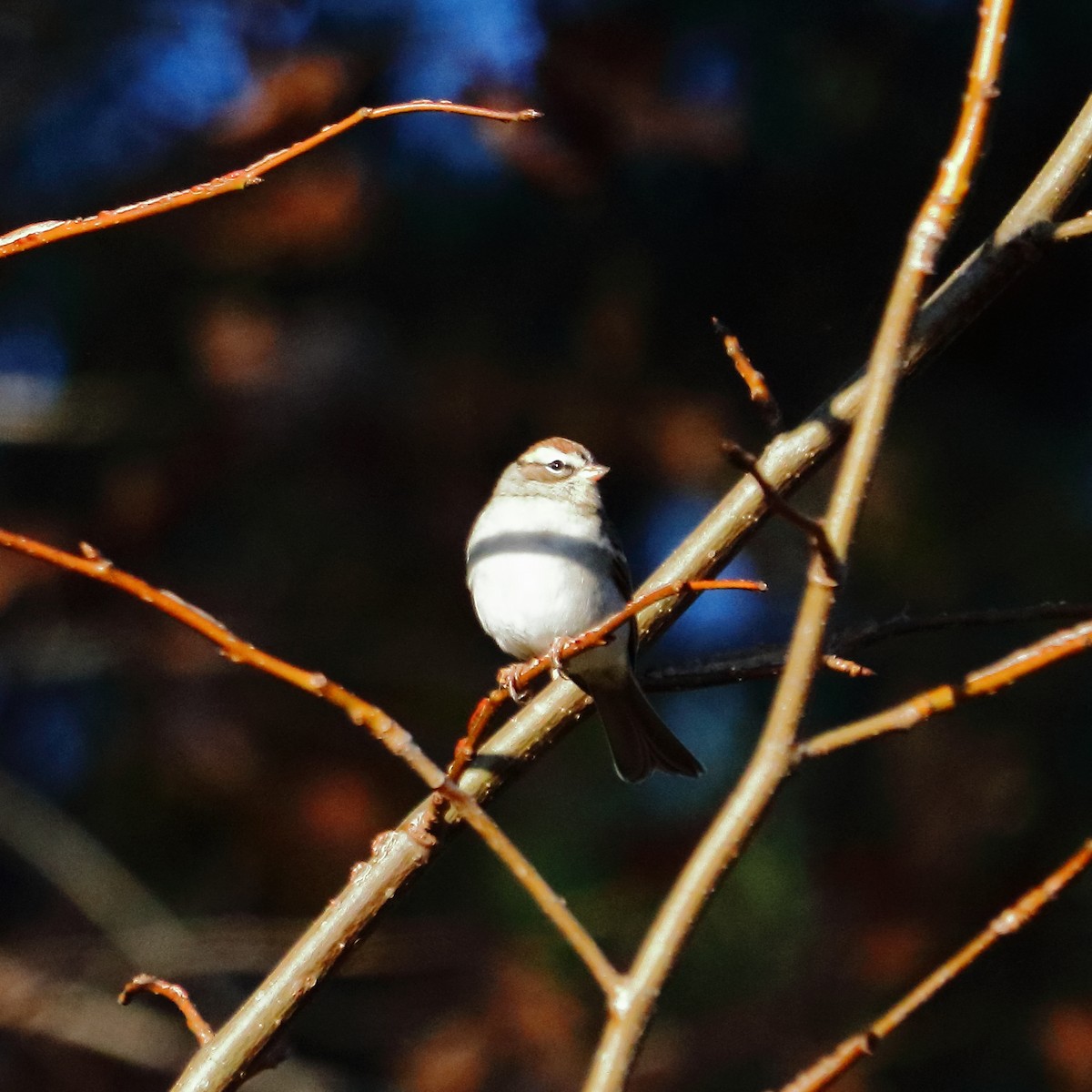 Chipping Sparrow - ML76271341