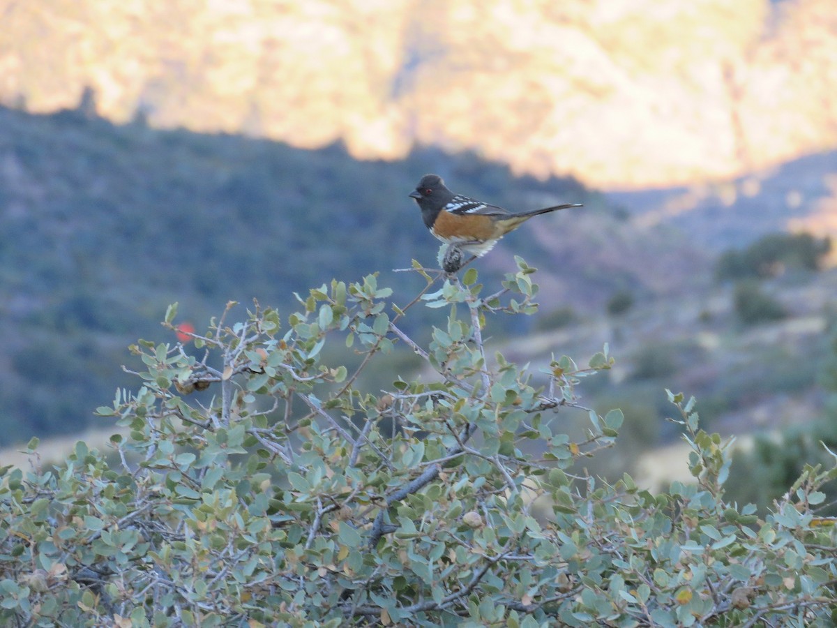 Spotted Towhee - Anne (Webster) Leight