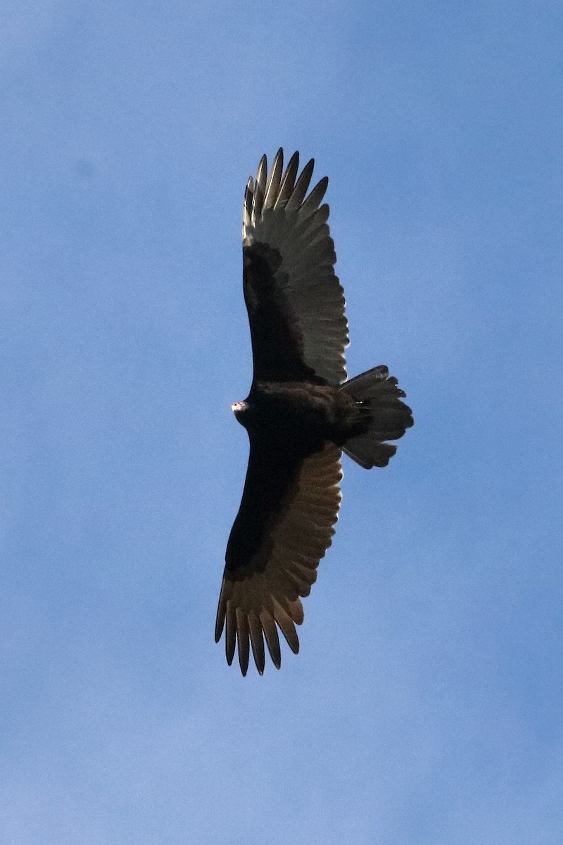 Turkey Vulture - ML76271561