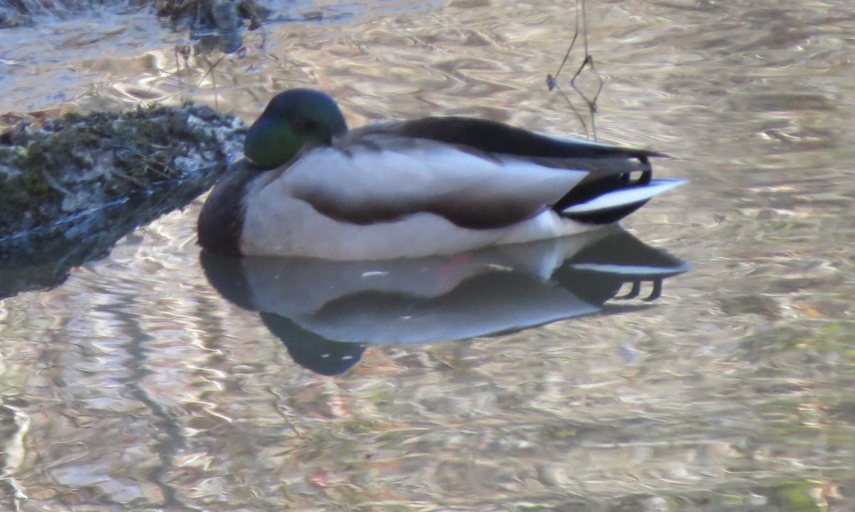 Mallard - ML76272551